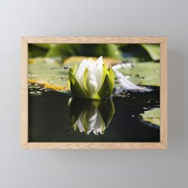 Dragonfly & Water Lily Framed Mini Art Print