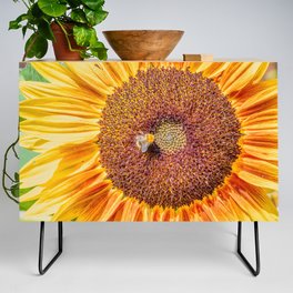 Close up view of a Sunflower bloom with a bee collecting pollen Credenza