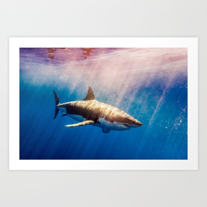 Great White Shark-1 Art Print