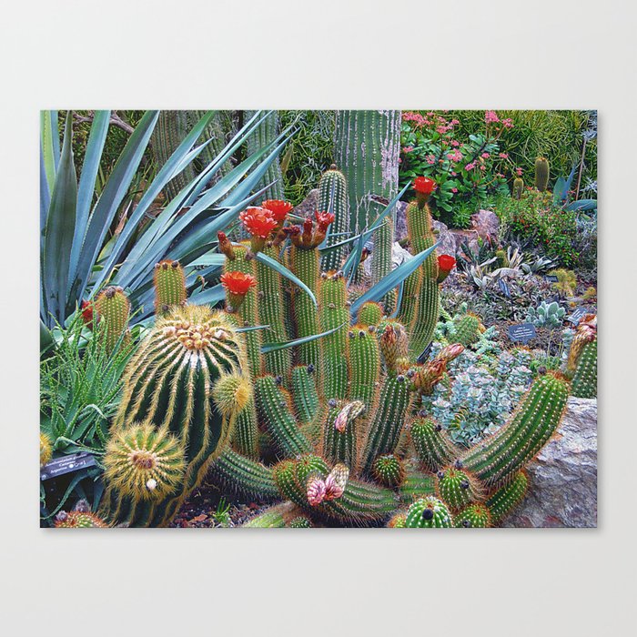 Closeup Of A Flowering Cactus And Other Plants In A Garden Canvas Print By Artpics