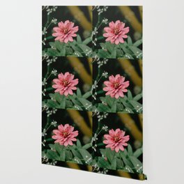  Peruvian zinnia Flower Wallpaper