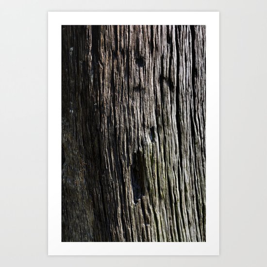 Tree Trunk 1000 years old Art Print