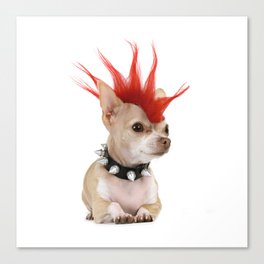Punk Chihuahua Canvas Print