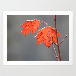 Fall leaves 1 Art Print