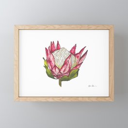 Watercolor King Protea on white Framed Mini Art Print