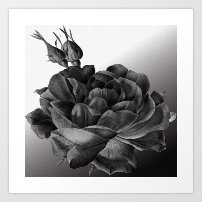 rose in black and white Art Print