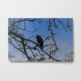 Western Jackdaw In A Tree   Metal Print | Animalia, Monedula, Aves, Jackdaw, Eurasian, Corvidae, Bird, Isolated, Beautiful, Chordata 