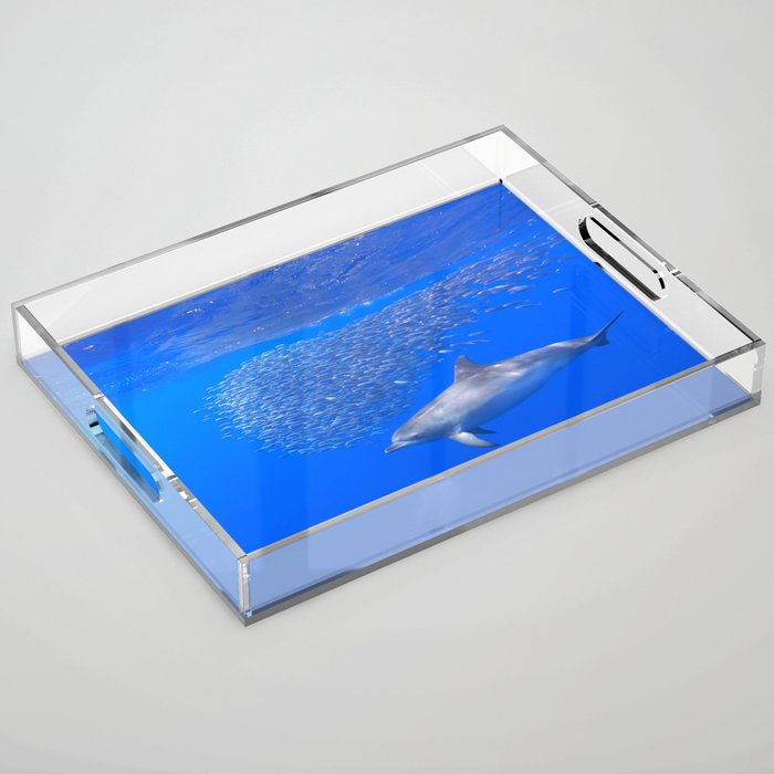 Beautiful Bottlenose Dolphin hunting fish in the Azores Acrylic Tray