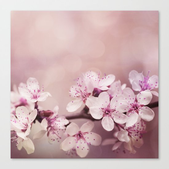 soft pink cherry blossom Canvas Print