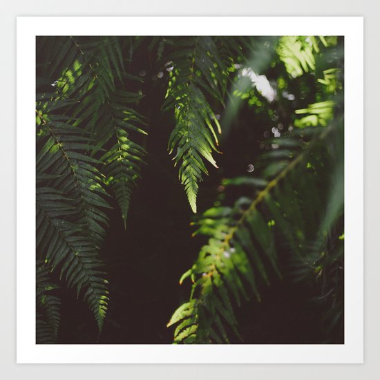 Ferns of Emerald Art Print