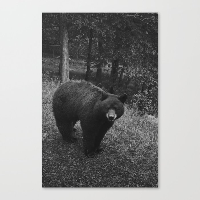 bear in boone 2 Canvas Print