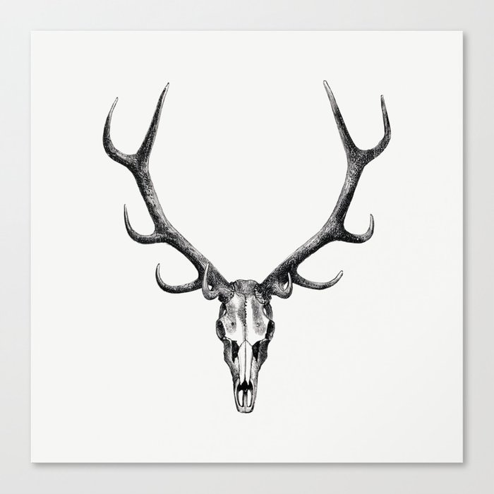 Stag skull drawing, The Great and Small Game of India Canvas Print