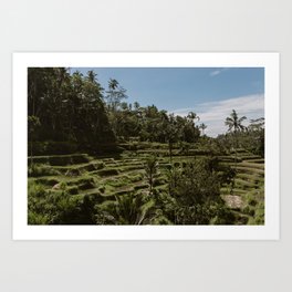 Rice Fields - Ubud - Bali Art Print