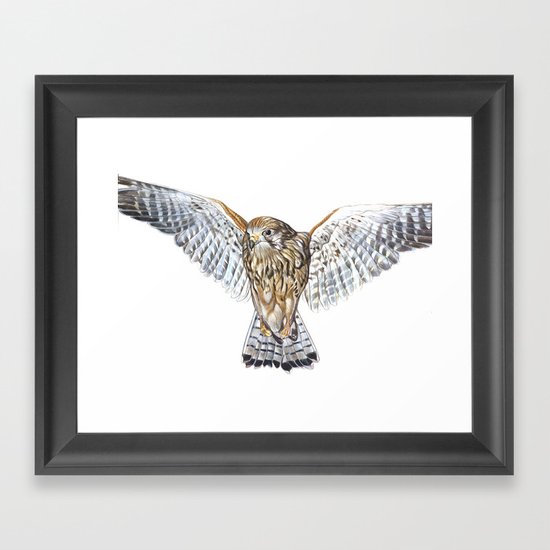 BUZZARD Framed Art Print