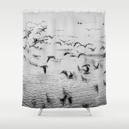 Seagulls in motion, black and white fine art image Shower Curtain