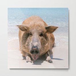 Pig I Miss Piggy I animal on the beach I Caribbean I Curacao I Portmarie I Blue ocean I Metal Print