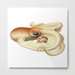 The Angel octopus, (Velodona togata) Metal Print | Cuttlefish, Giantoctopus, Fiji, Jellyfish, Australia, Cephalopod, Belize, Keywestflorida, Painting, Nautilus 