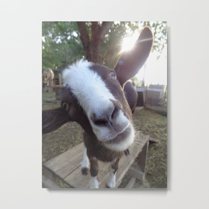 Goat Barnyard Farm Animal Metal Print