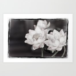 Lovely Water Lily Art Print