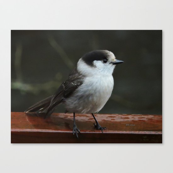 Gray Jay Canvas Print