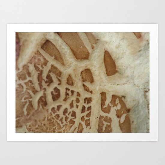 mushroom closeup 2 Art Print
