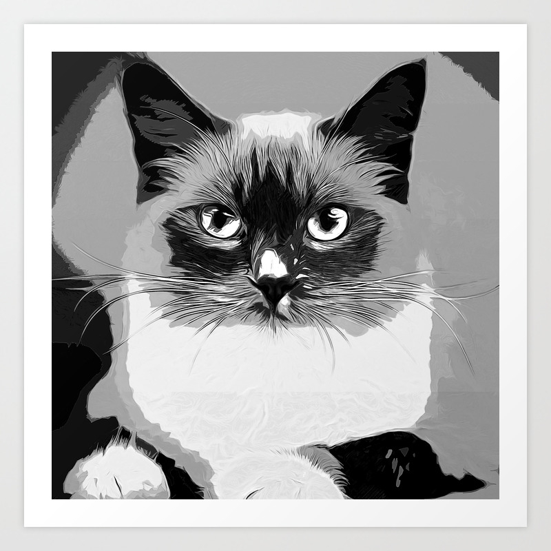 Blue Eyes Ragdoll Cat Vector Art Black White Art Print By Gxp