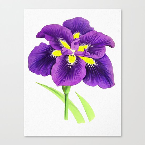 Violet Canvas Print