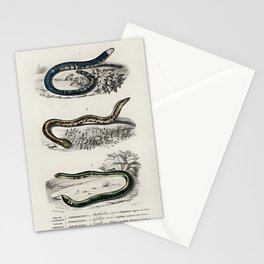 Spotted Worm Lizard, Blind Snakes, & Shield Tail Snakes Stationery Card