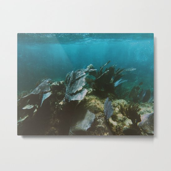 Mexican Caribbean Sealife Metal Print