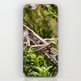 South Africa Photography - Insect In The Wilderness iPhone Skin