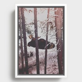 Yellowstone Moose Framed Canvas