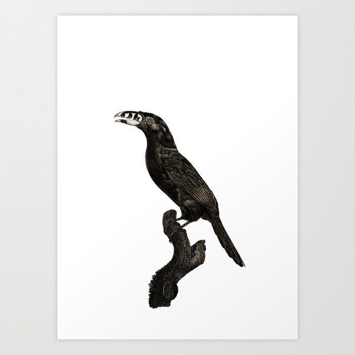 Vintage Black Necked Aracari Bird Illustration Art Print