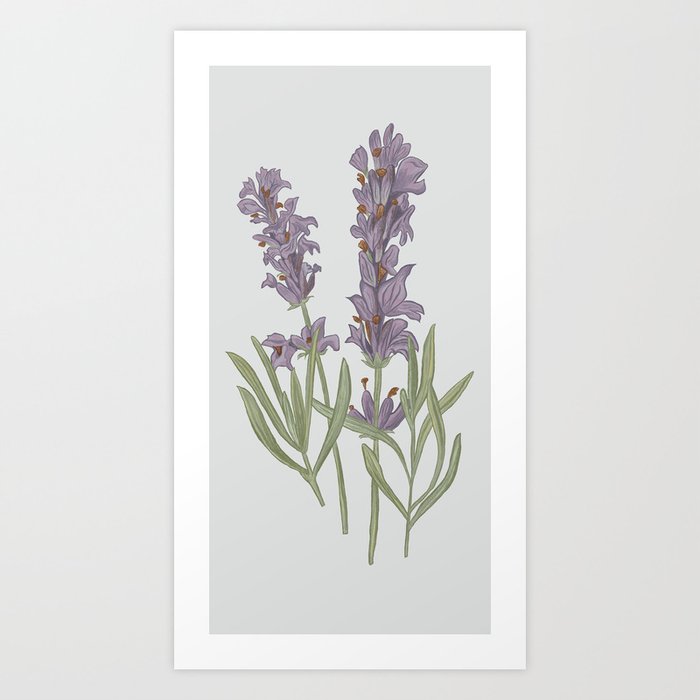 Lavender Flower Illustration Art Print