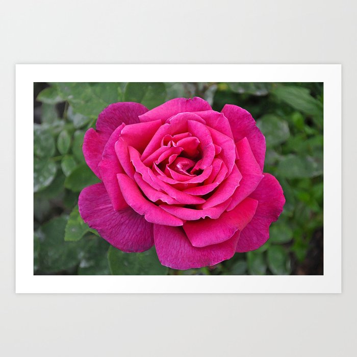 Single Beautiful Deep Pink Rose Art Print By Perldesign Society6