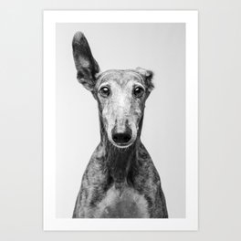 Rayito el Galgo - Dog portrait - Greyhound Art Print