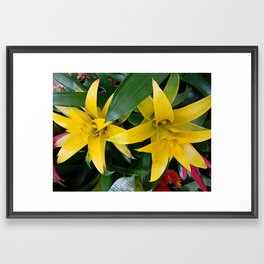 Yellow guzmania tropical flower Framed Art Print