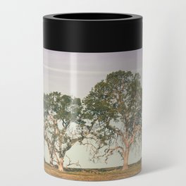 Valley Oak Trees Can Cooler