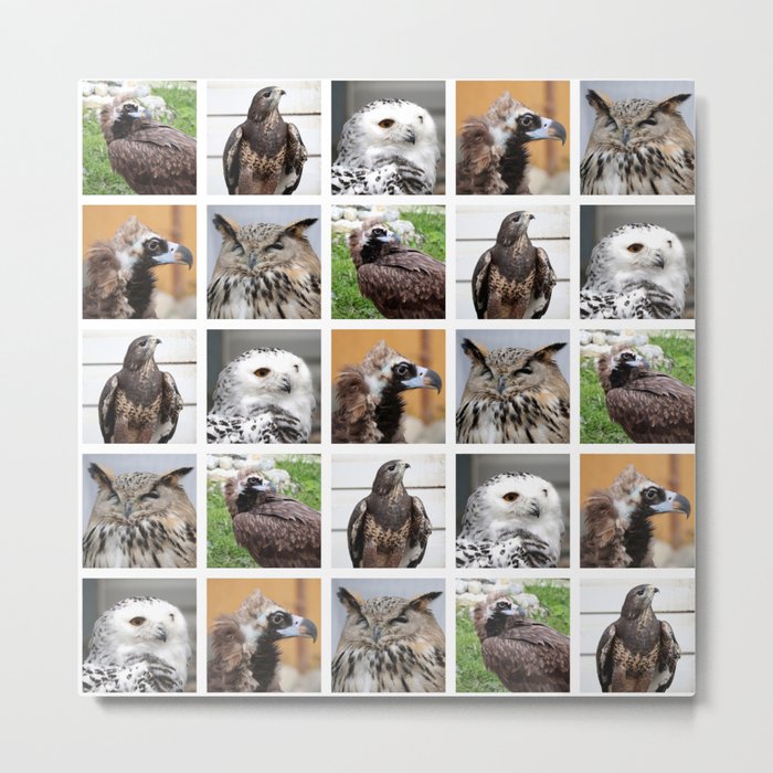 Closeup Animal Portraits Photographs. Birds of prey Metal Print