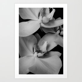 orchids Art Print