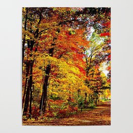 usa wisconsin wood autumn trees leaf fall brightly expensive Poster