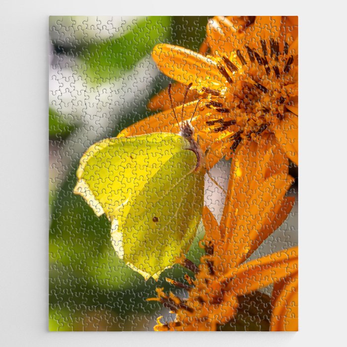 Yellow Butterfly Collecting Pollen On Orange Flower Jigsaw Puzzle