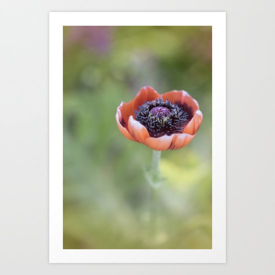 Tiny poppyblossom in LOVE Art Print