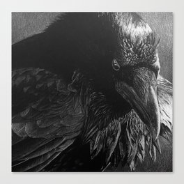 White Pencil Raven Drawing Canvas Print