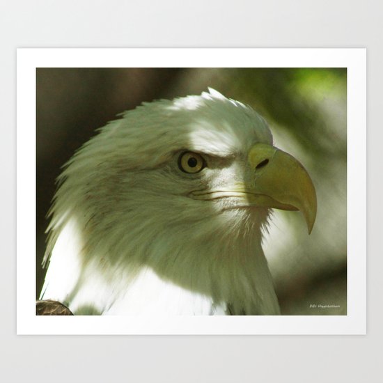 Bald Eagle Art Print