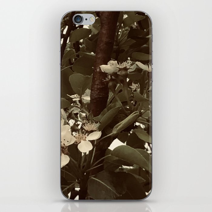 A Tree’s Spring Blooms iPhone Skin