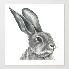 Watercolor drawing of a hare Canvas Print
