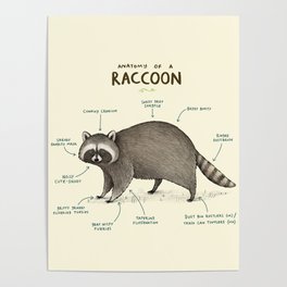 Anatomy of a Raccoon Poster