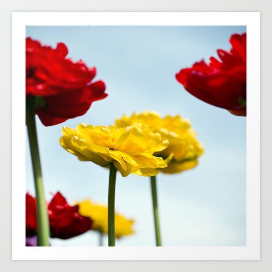 Tulip Series 3 Art Print