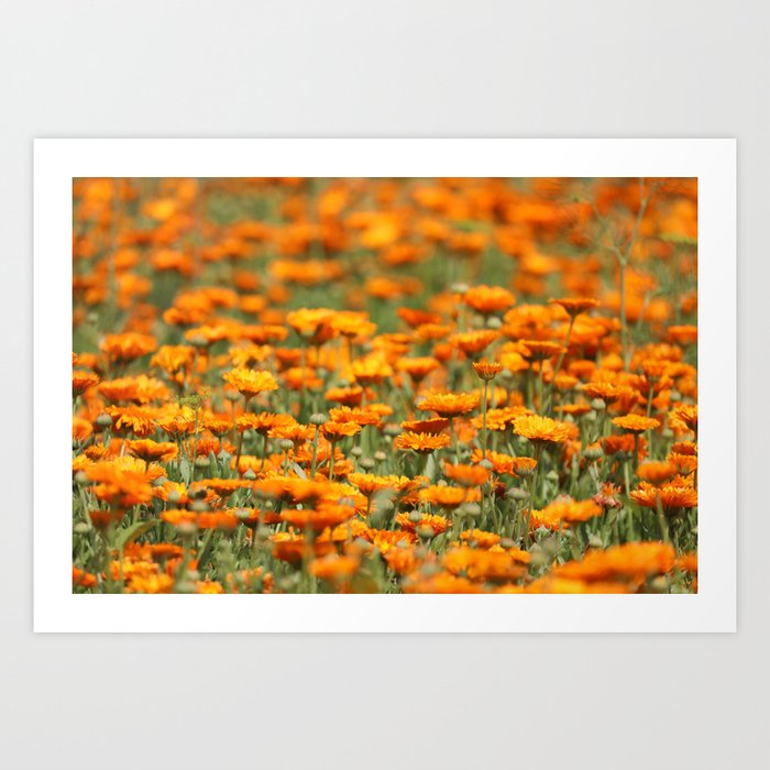 Marigold Flower field Art Print