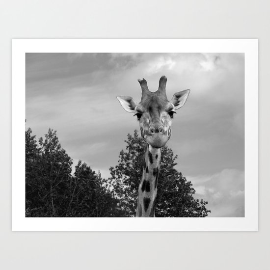 Giraffe. Art Print